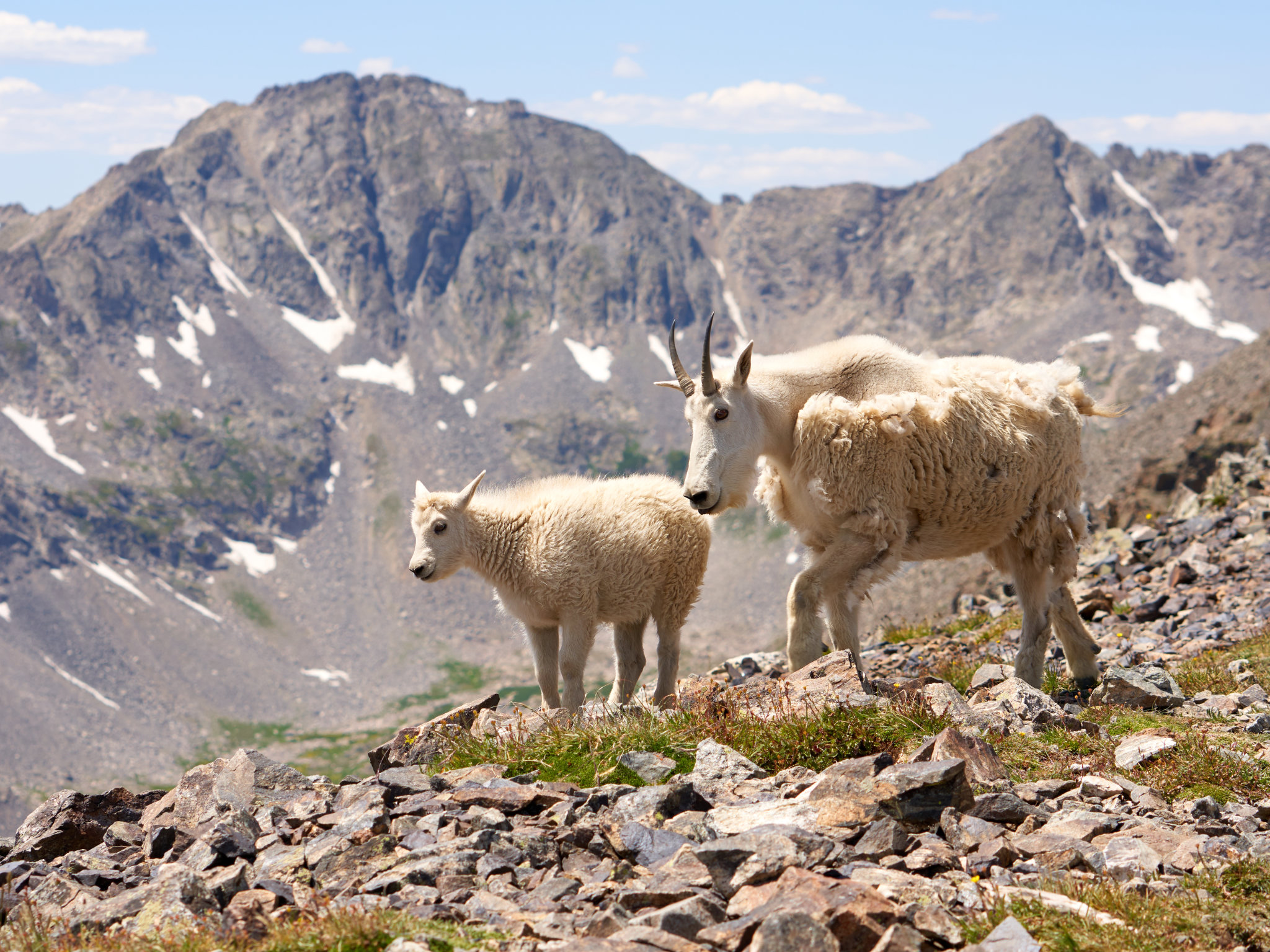 Mountain Goats